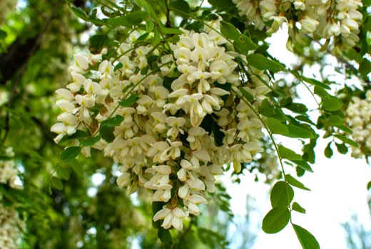 Acacia Fante
