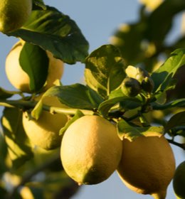 Limone2