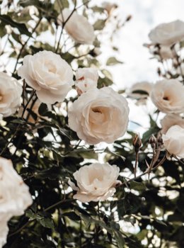 Rosa bianca2