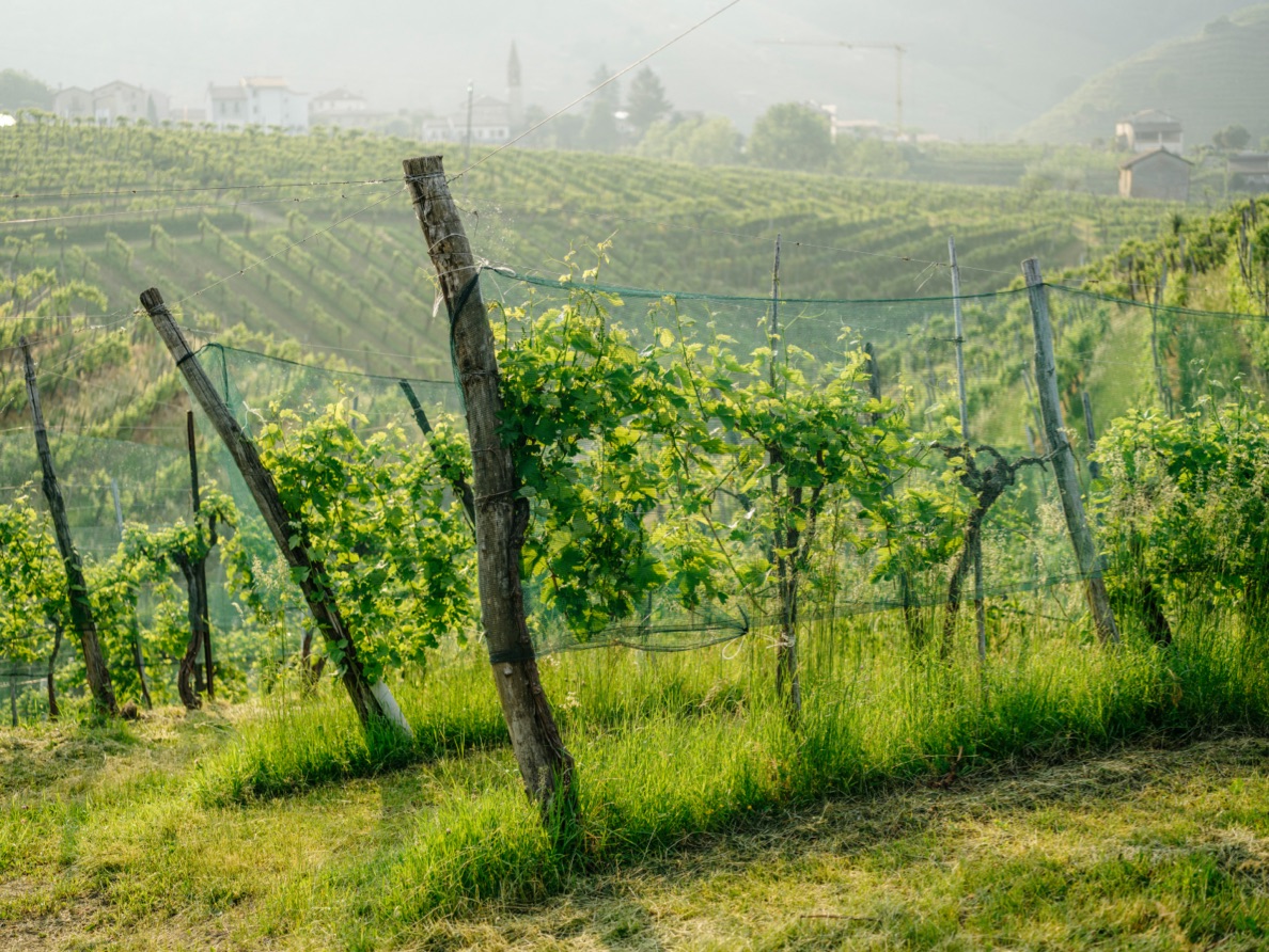 Le nostre colline - Valdobbiadene 1