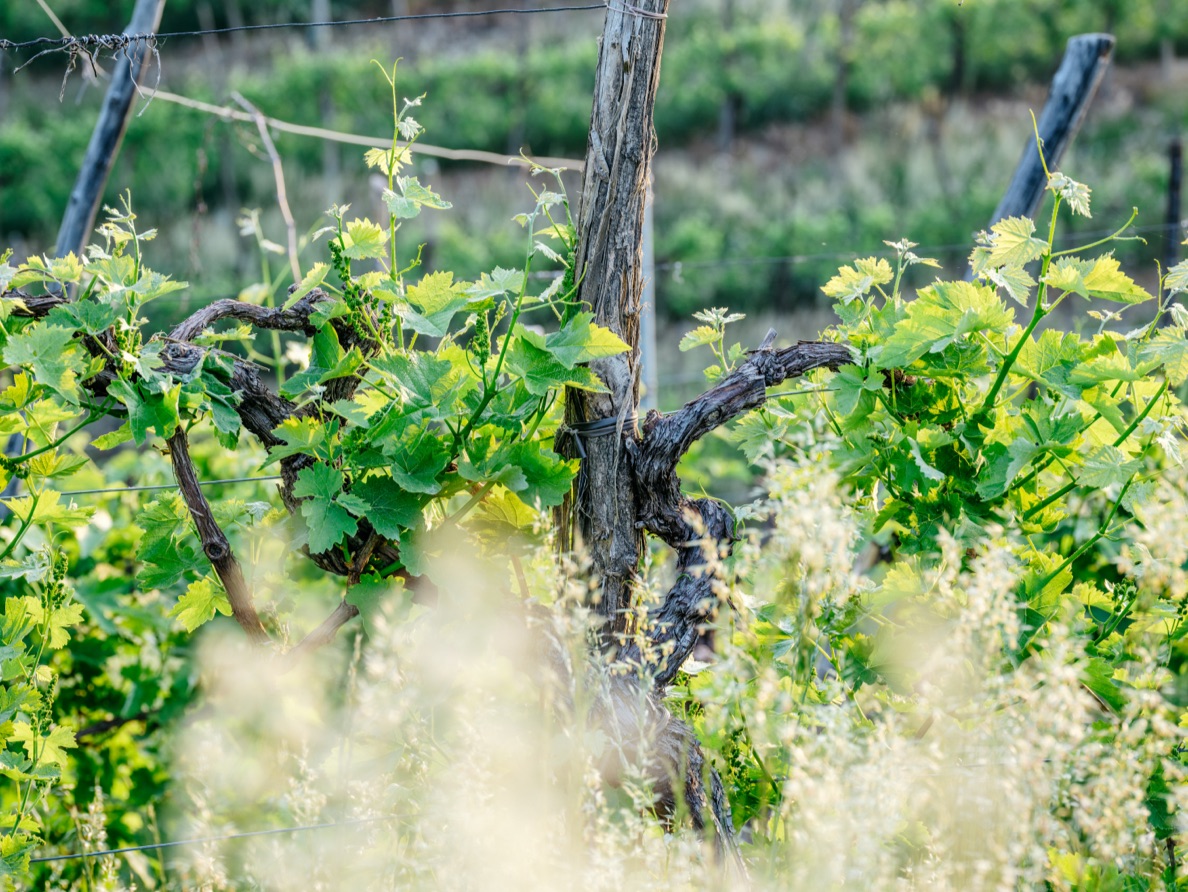 Le nostre colline - Valdobbiadene 3