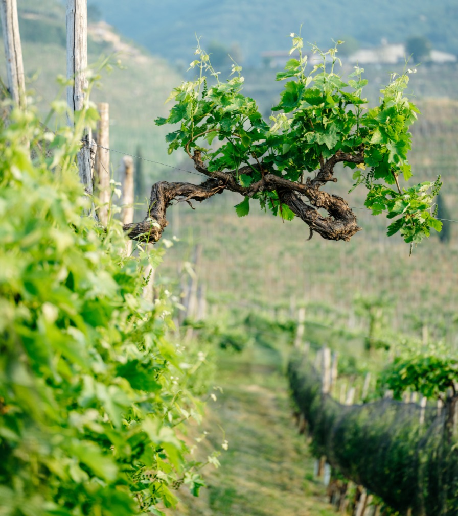 Le nostre colline - Valdobbiadene 4