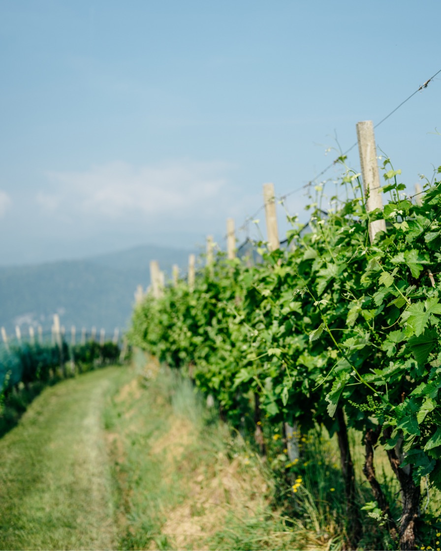 Le nostre colline - Valdobbiadene 2